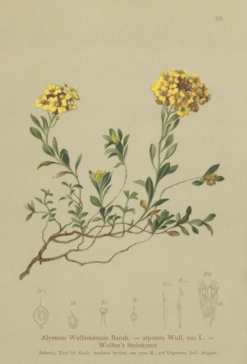 Madwort (Alyssum Wulfenianum, Alyssum alpesre) alkotó: German School