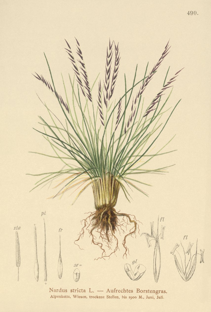 Mt Grass (Sardus Tight) alkotó: German School