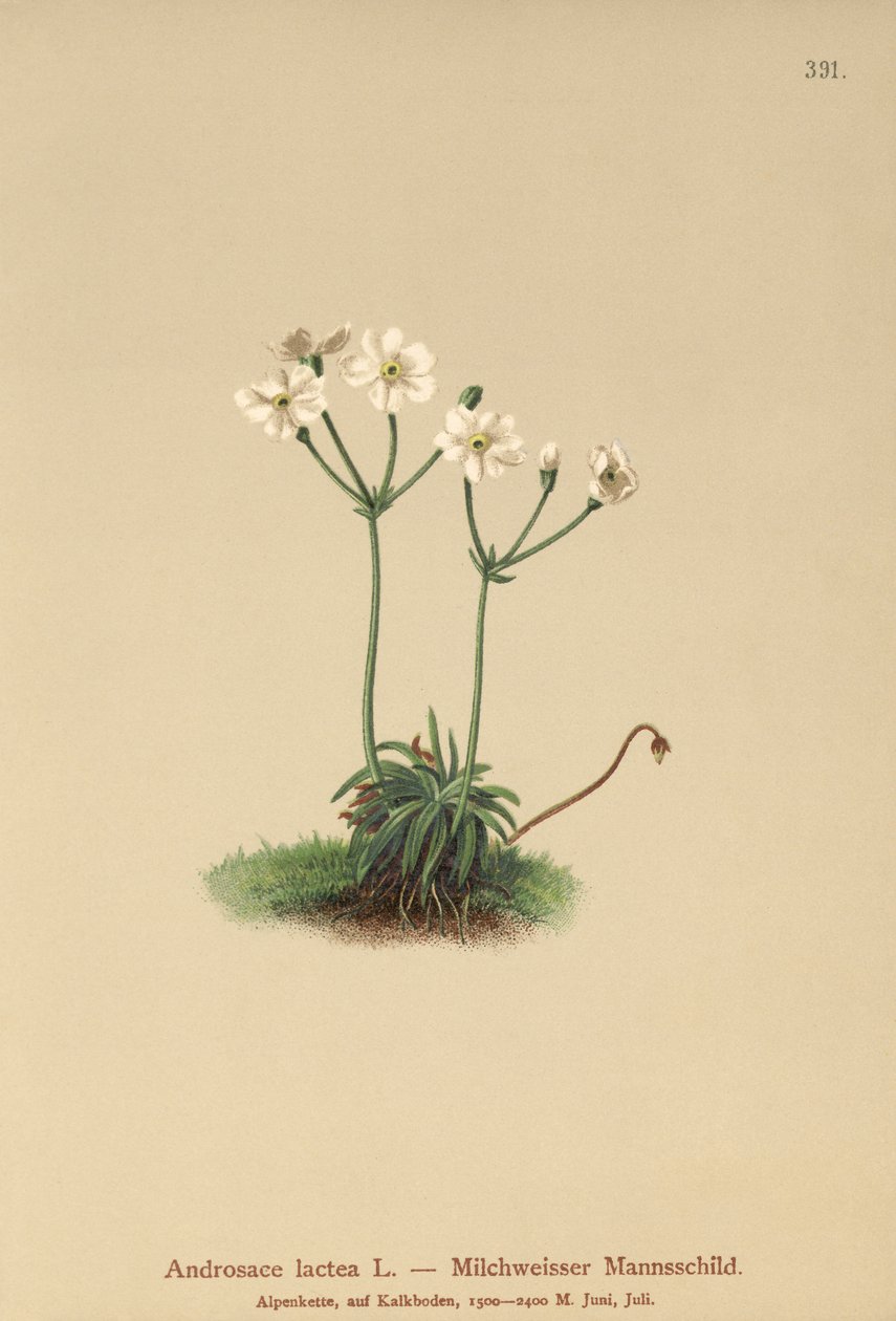Tejfehér szikla-jázmin (Androsace lactea, Androsace lactiflora) alkotó: German School