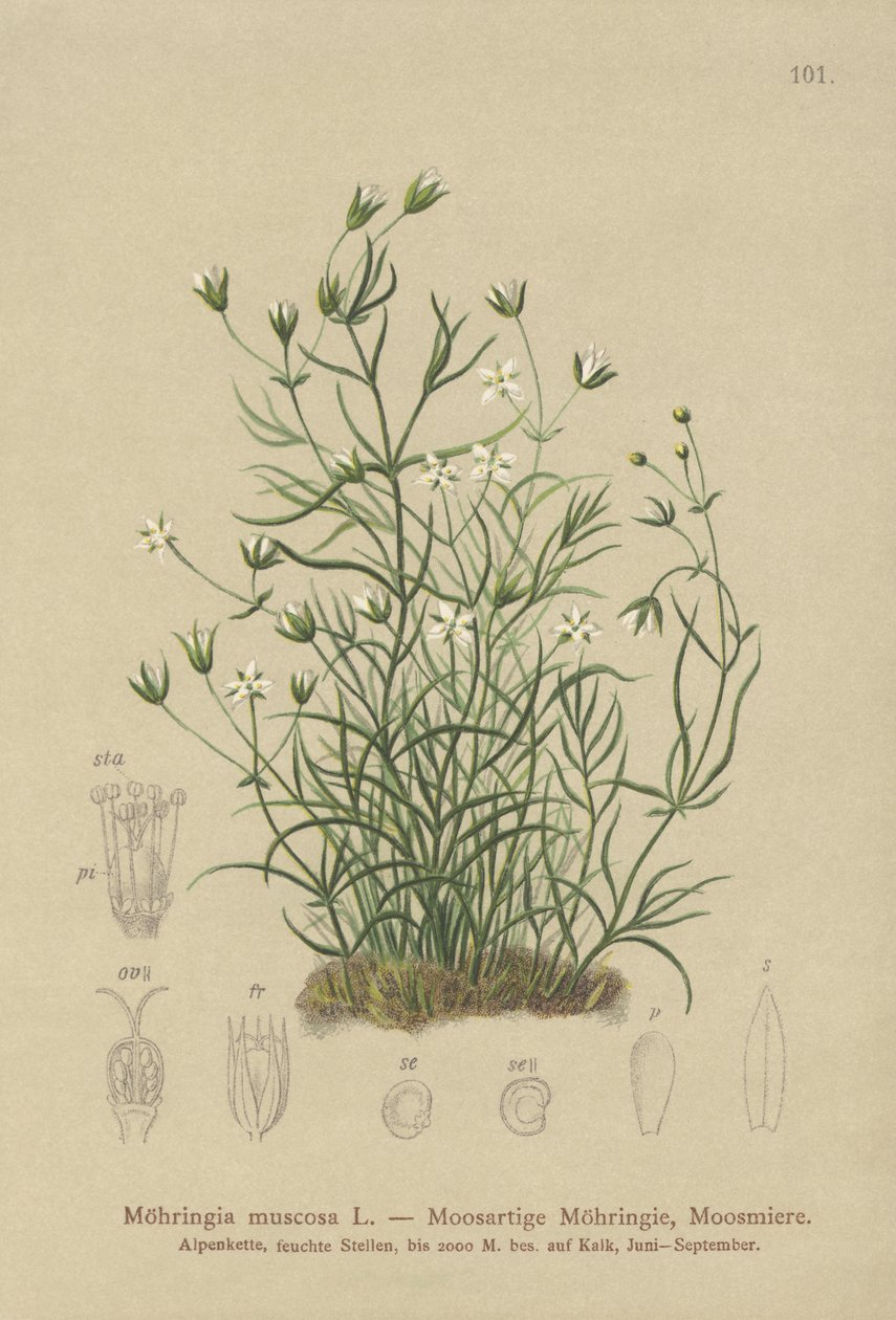 Mohos homokfű (Moehringia muscosa, Möhringia muscosa) alkotó: German School