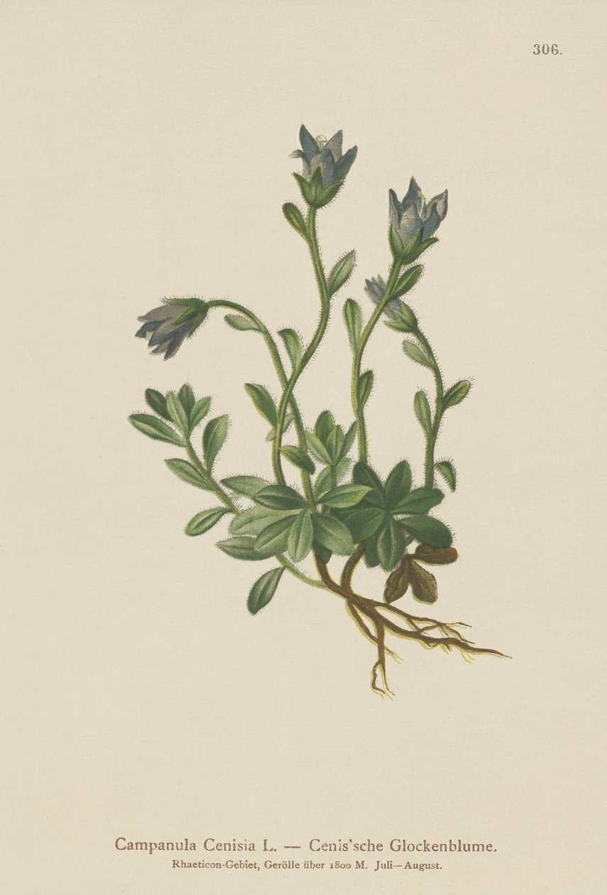 Mt. Cenis harangvirág (Campanula Cenisia) alkotó: German School