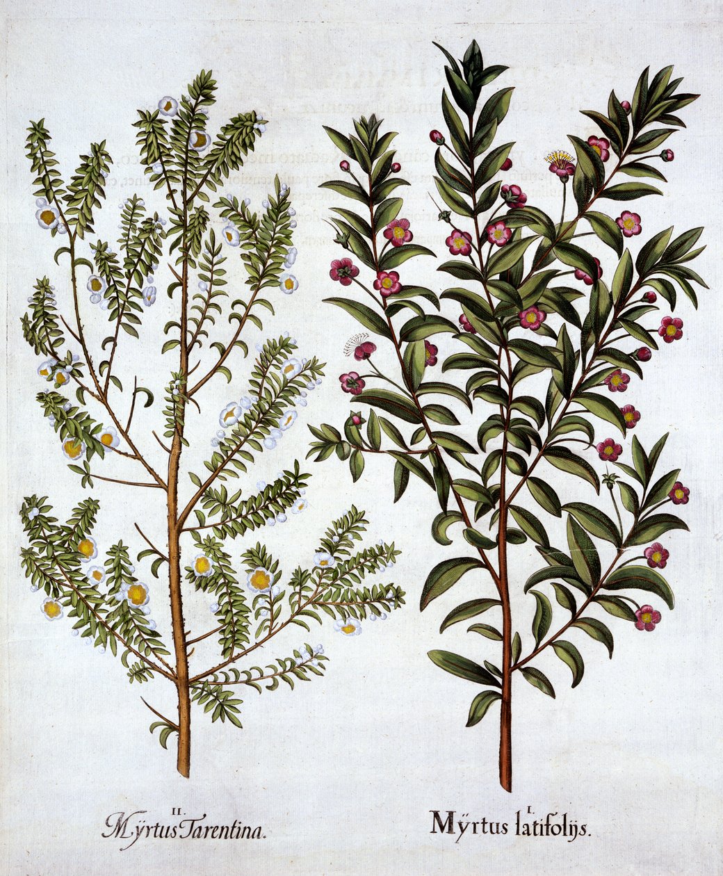 Myrtle Varities, Hortus Eystettensis, Basil Besler (1561-1629), pub. 1613 (kézzel színezett metszet) alkotó: German School