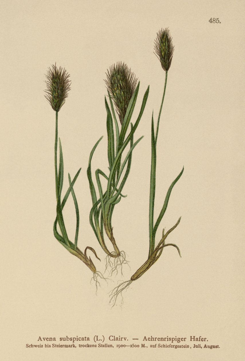 Zabfű (Avena subspicata) alkotó: German School