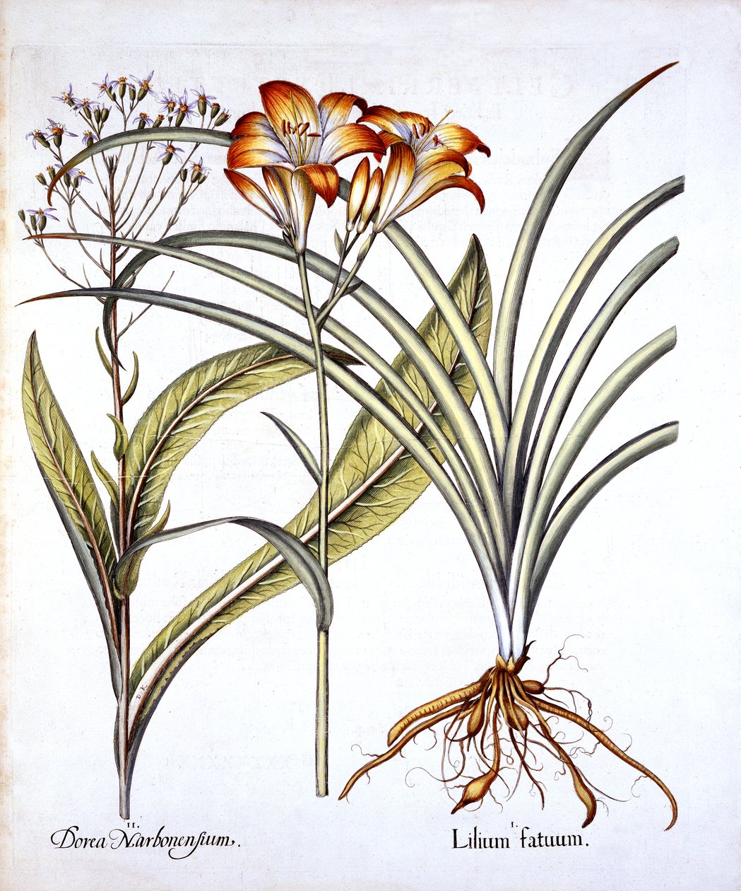 Red-Yellow Day Lily and Groundsel, Hortus Eystettensis, Basil Besler (1561-1629), pub. 1613 (kézzel színezett metszet) alkotó: German School