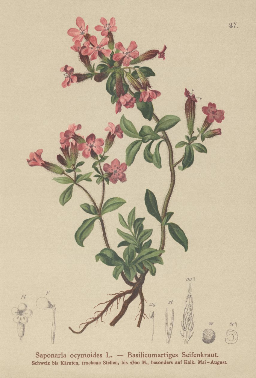 Sziklaszappanfű (Saponaria ocymoides) alkotó: German School