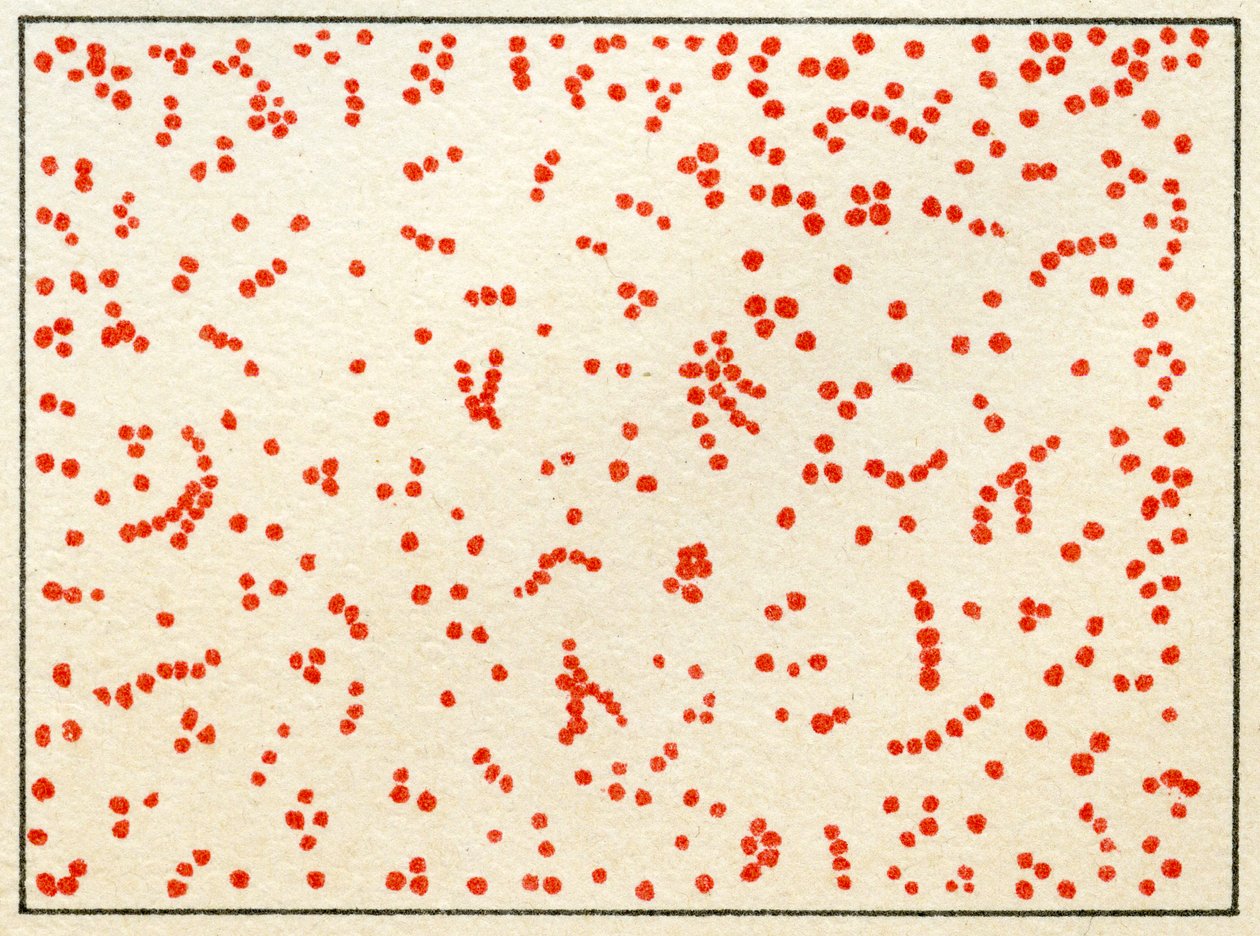 Micrococcus Bacteria minta 1890 körül (színes kromolitográfia) alkotó: German School