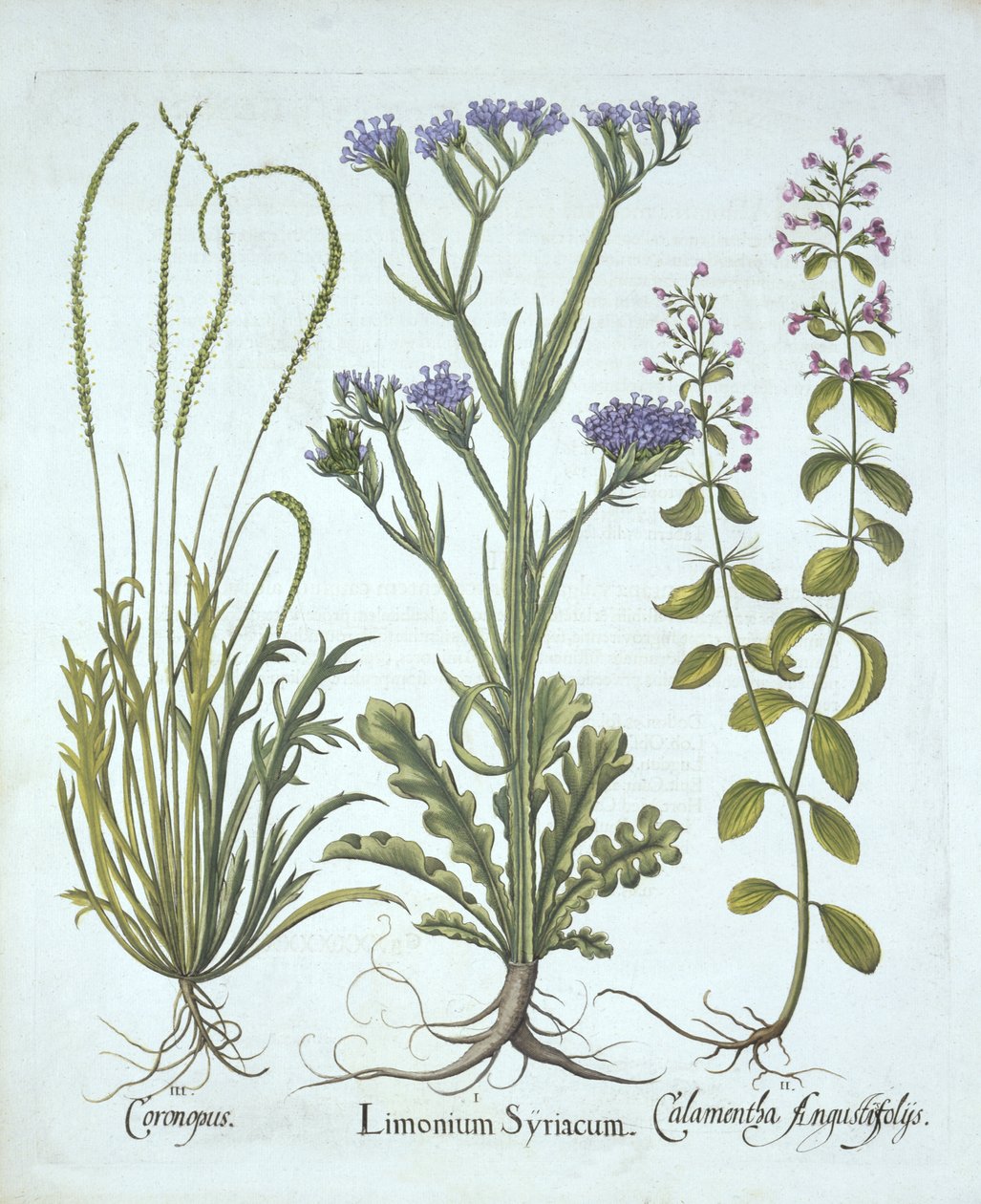 Tengeri levendula, sertészsázsa, Calamint, a Hortus Eystettensistől, Basil Besler (1561-1629), pub. 1613 (kézzel színezett metszet) alkotó: German School