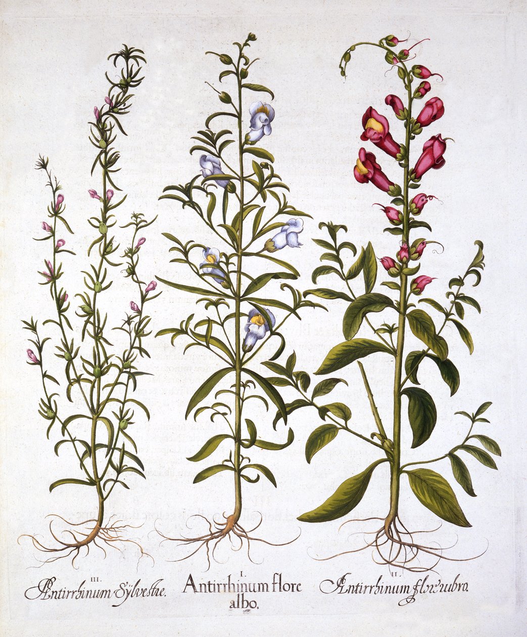 Snapdragons or Antirrhinums, Hortus Eystettensis, Basil Besler (1561-1629), pub. 1613 (kézzel színezett metszet) alkotó: German School