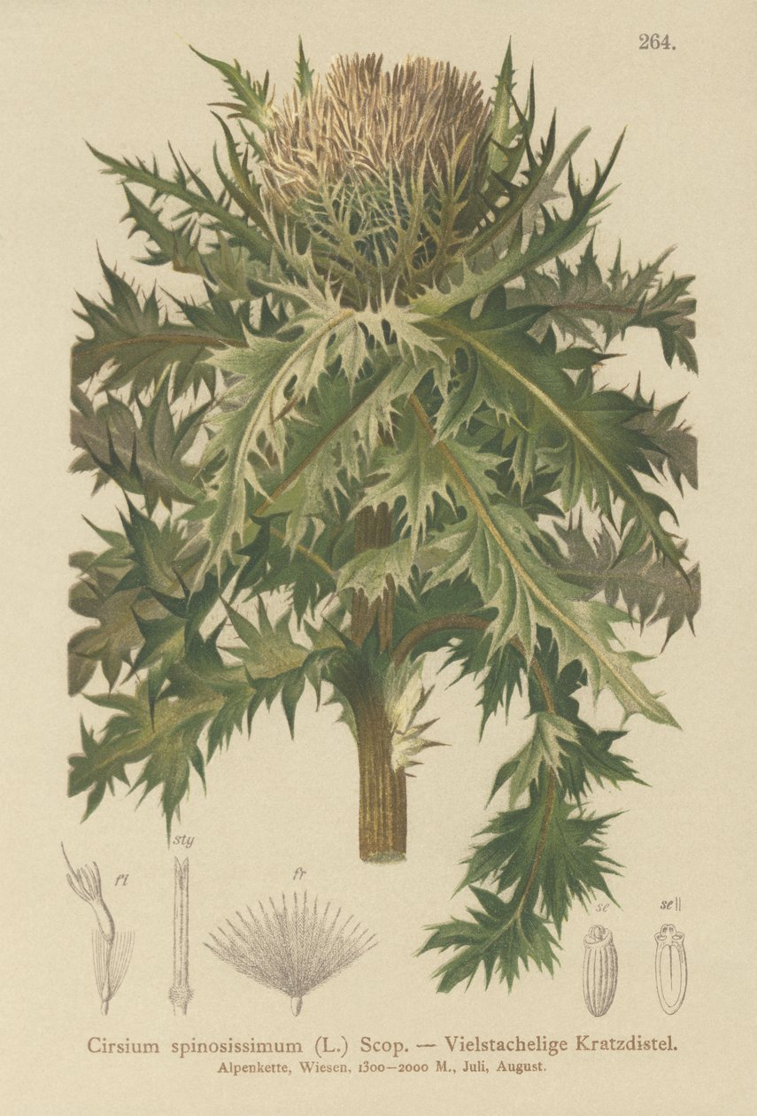 A legtüskésebb bogáncs (Cirsium spinosissimum) alkotó: German School