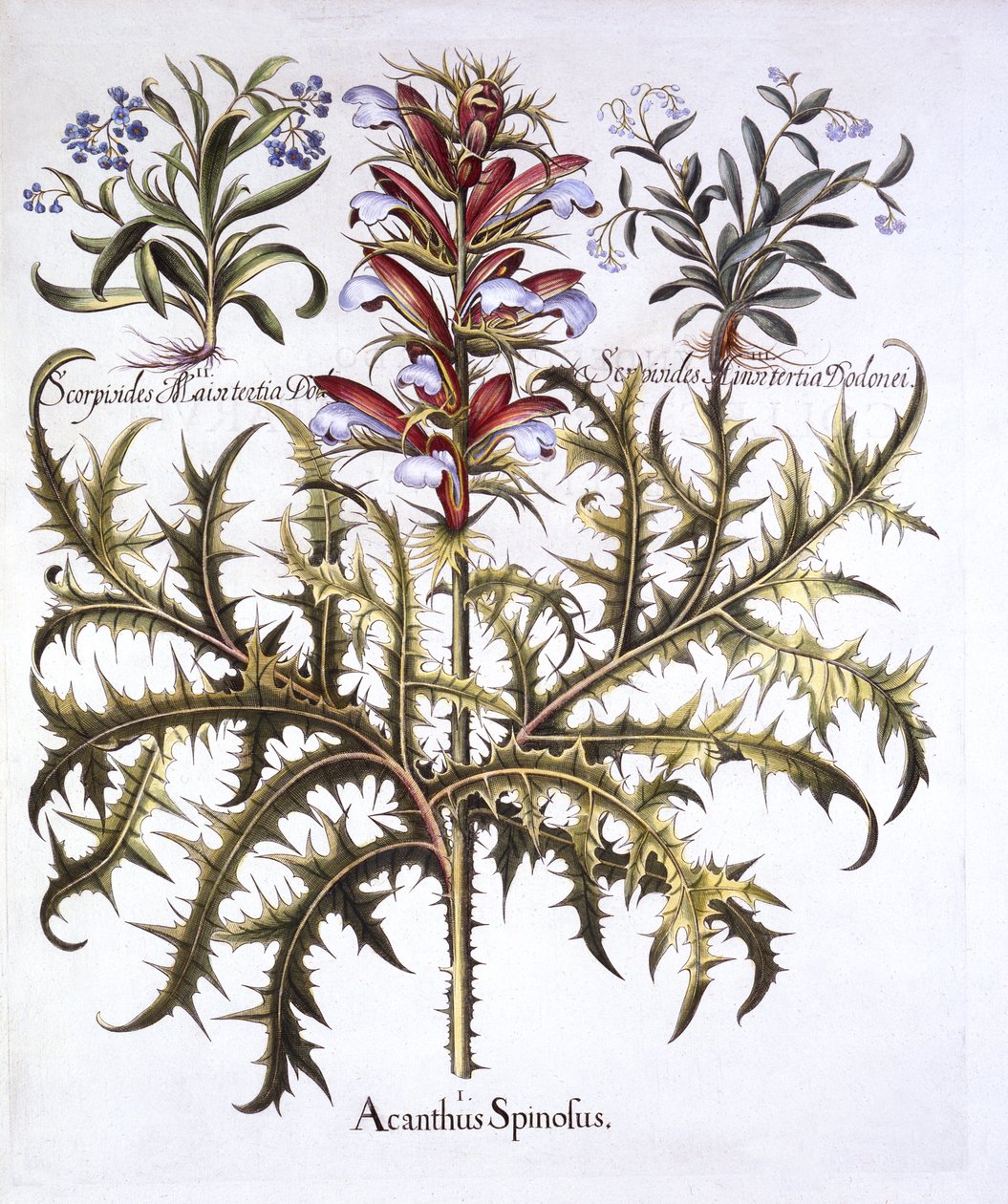 Tüskés medvék és nefelejcsek, a Hortus Eystettensistől, Basil Besler (1561-1629), pub. 1613 (kézzel színezett metszet) alkotó: German School