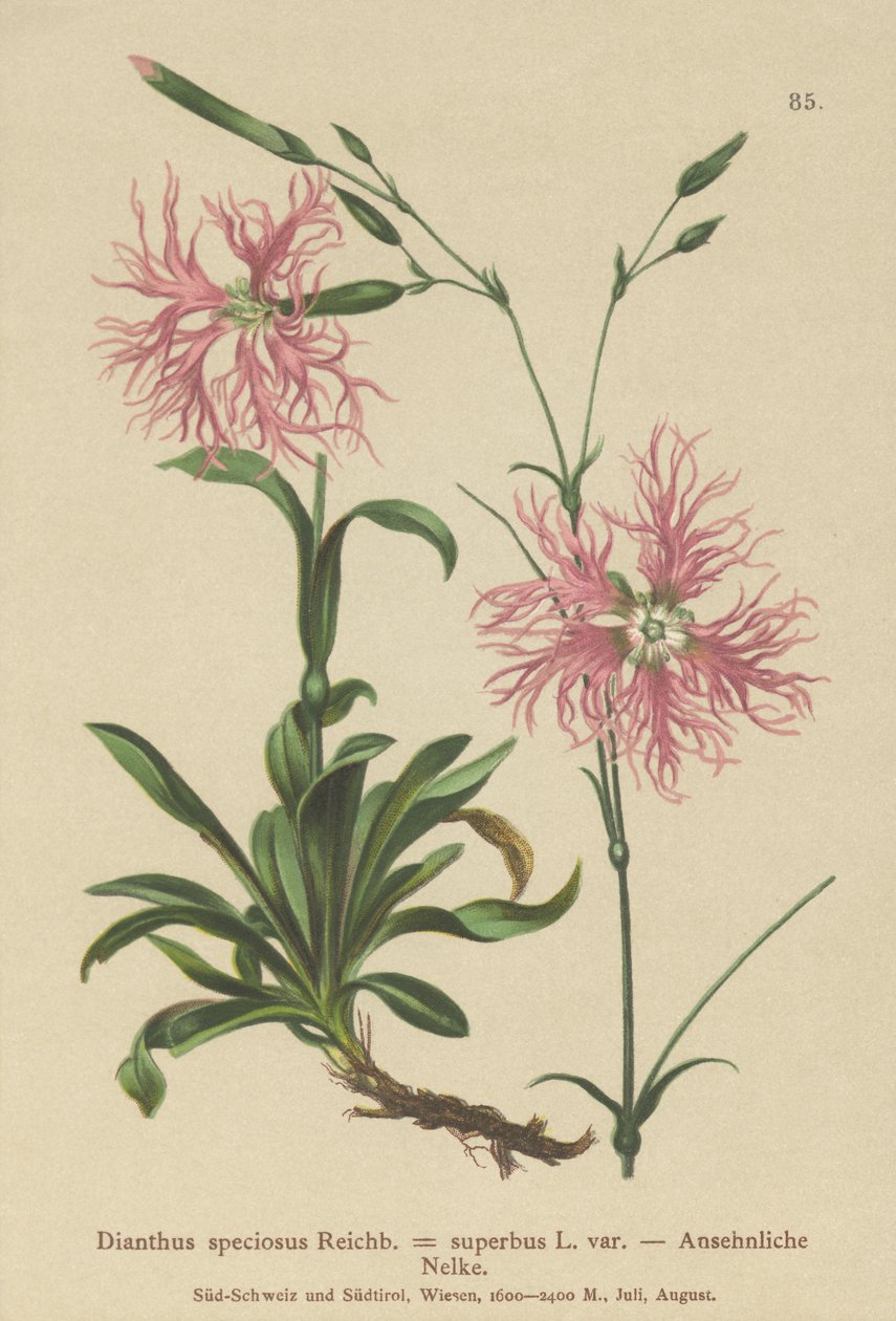 Kiváló rózsaszín (Dianthus speciosus, Dianthus superbus) alkotó: German School