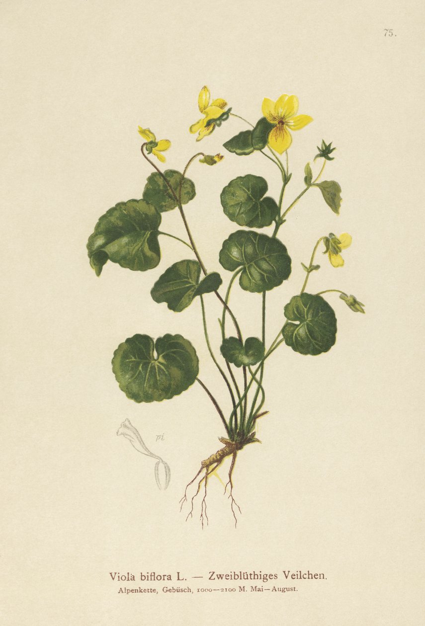 Kétvirágú ibolya (Viola biflora) alkotó: German School