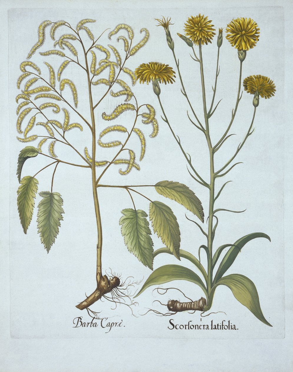 Viperafű és kecskeszakáll, a Hortus Eystettensisből, Basil Besler (1561-1629), pub. 1613 (kézzel színezett metszet) alkotó: German School