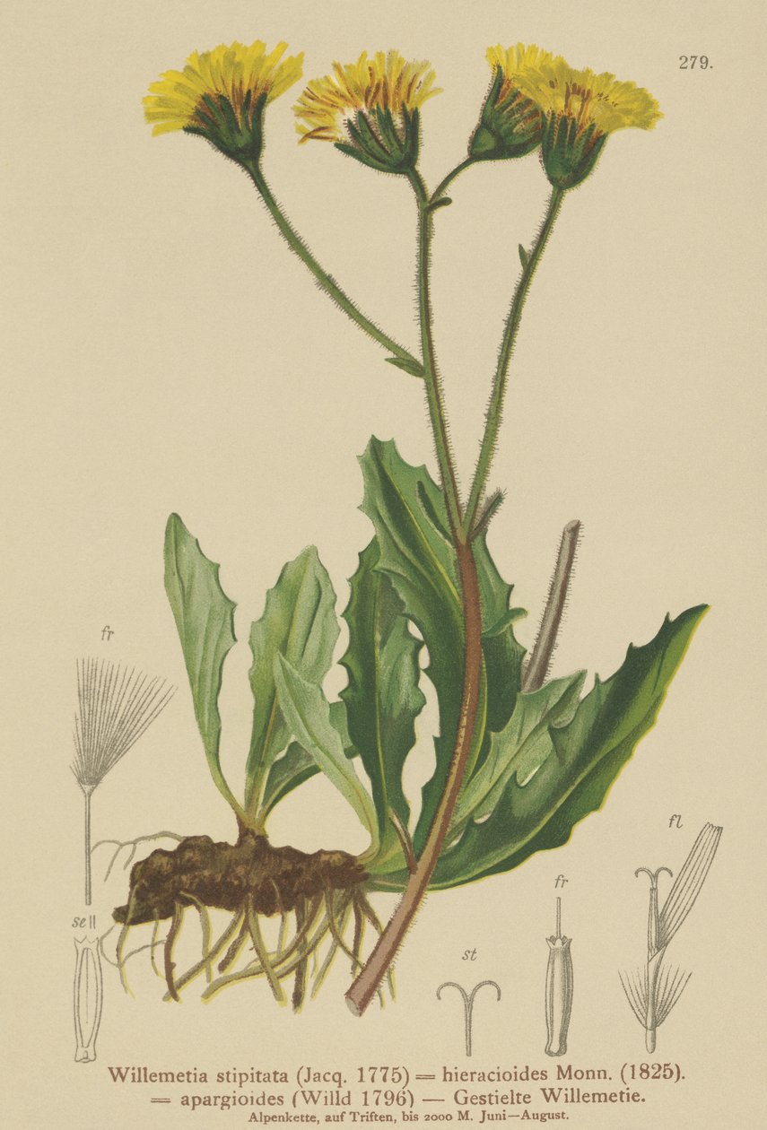 Willemetia (Willemetia stipitata, Willemetia hieracioides, Willemetia apargioides) alkotó: German School