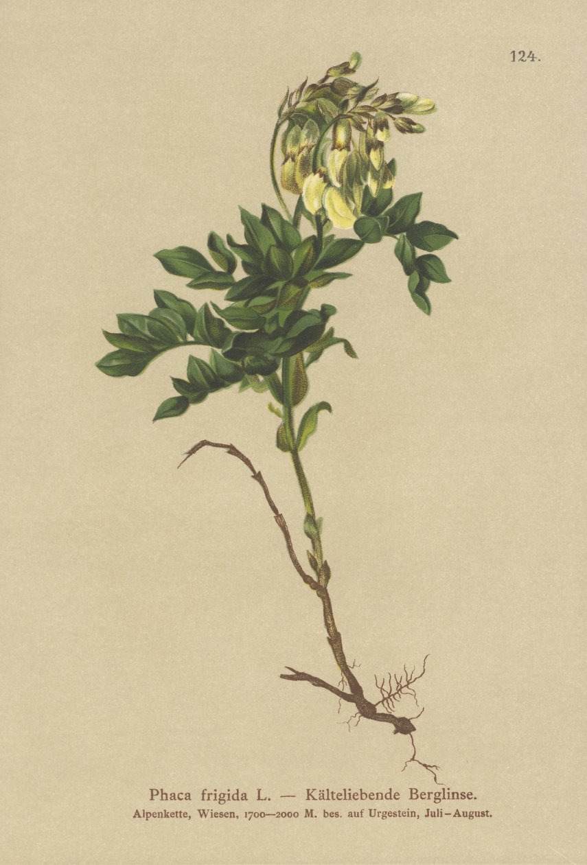 Yellow Alpine Milkwatch (Foca Frigidi, Astragalus Frigidis, Foca Acharita, Drink Frigidi) alkotó: German School