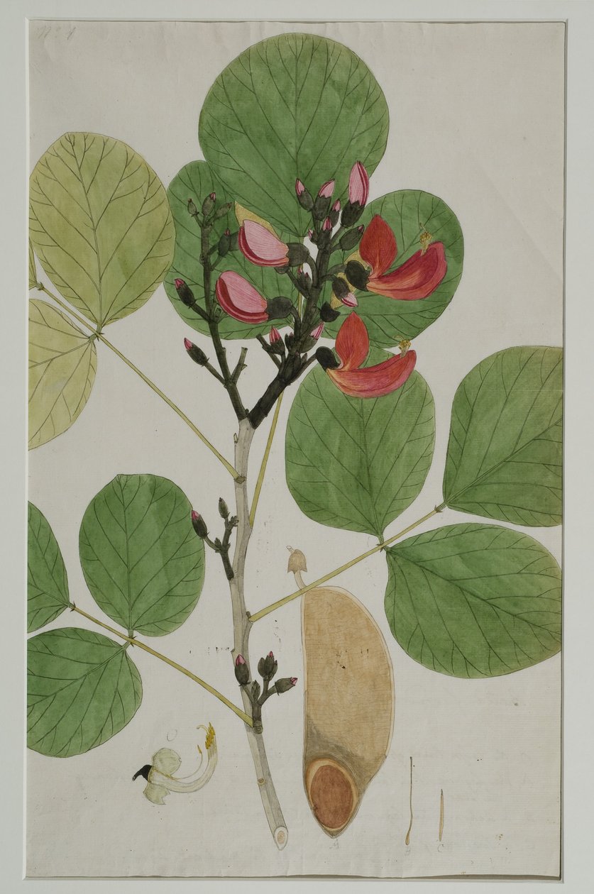 Butea monosperma (Lam.), más néven az erdő lángja, 1787 (wc papíron) alkotó: Indian School