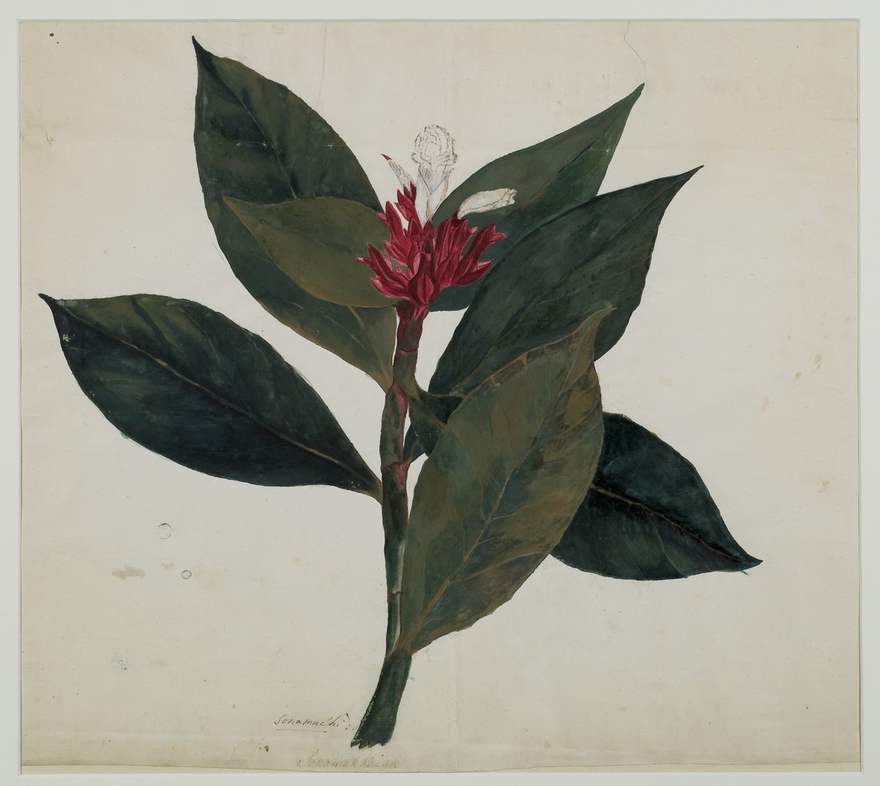 Sonamukhi vagy Senna (wc papíron) alkotó: Indian School