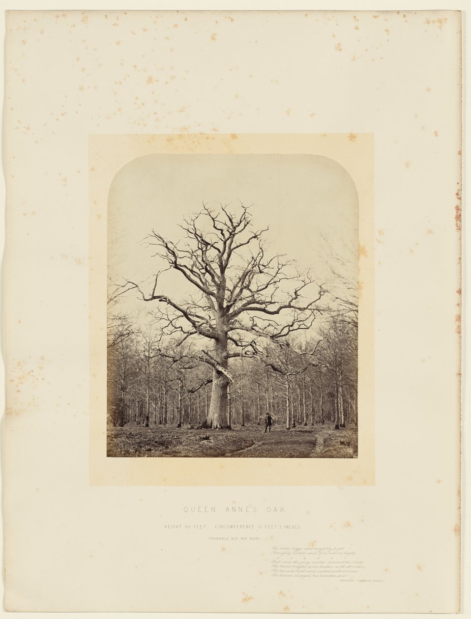 Anna királynő tölgy alkotó: 14th Earl of Caithness James Sinclair