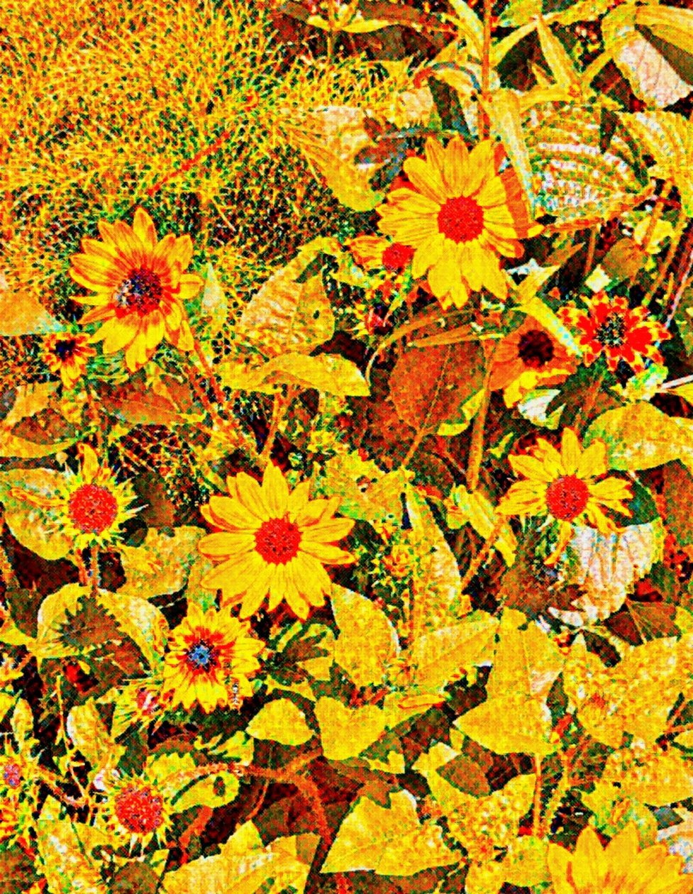 Van Gogh napraforgói. alkotó: Margareta Uliarte