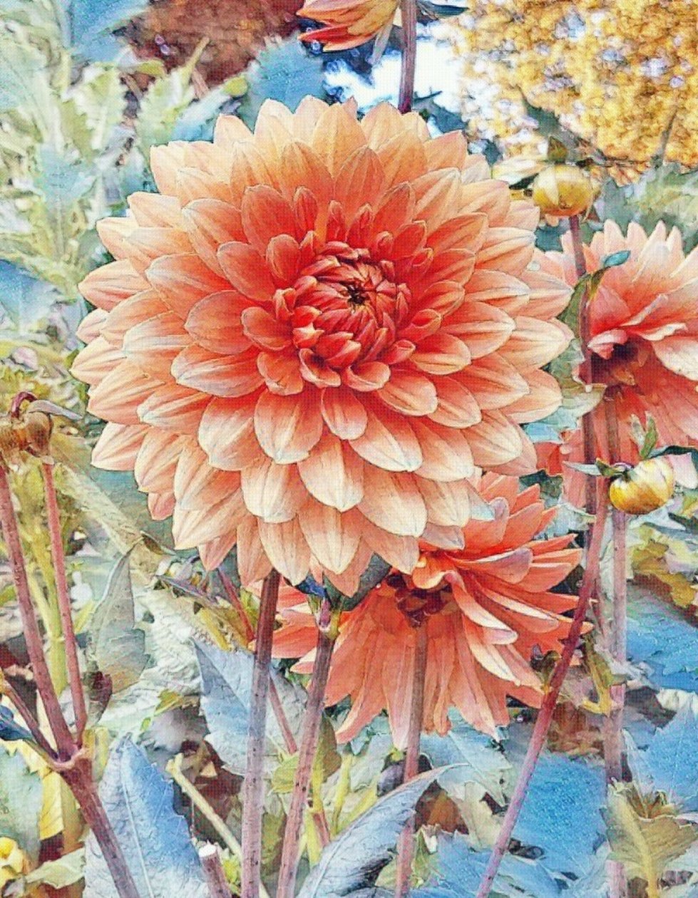 Rosa Dahlie. alkotó: Margareta Uliarte