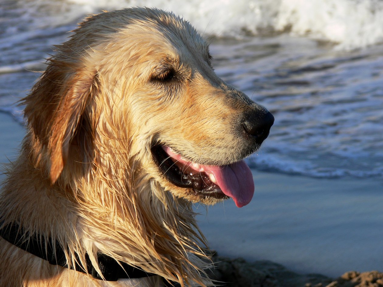 Golden Retriever alkotó: Monika Wittrich