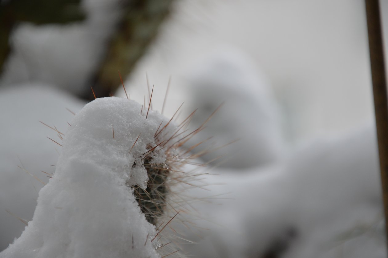 Kaktuszok télen alkotó: Detlef Georgi
