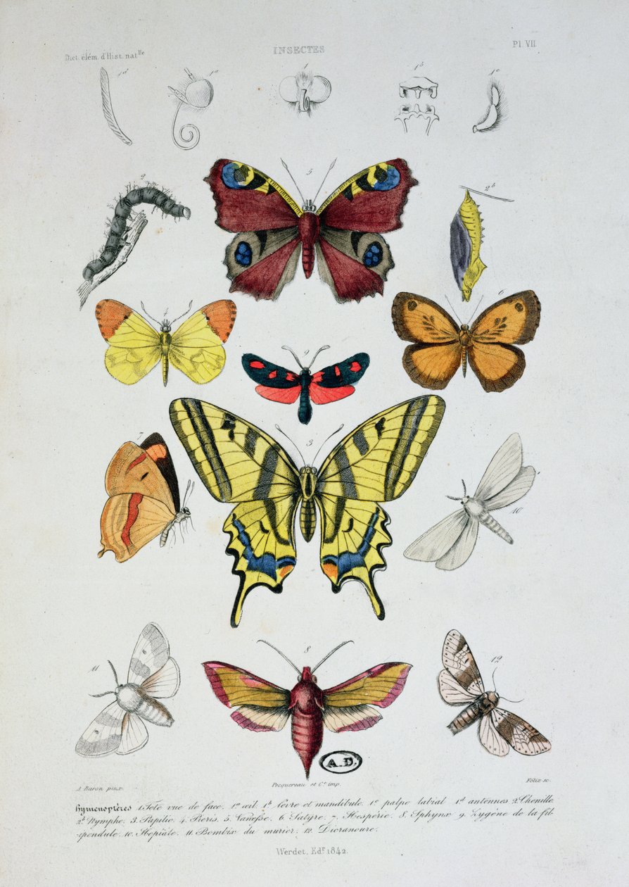 Különféle pillangók, a Dictionnaire Elementaire dHistoire Naturelle-ből, Felix metszet, 1842 alkotó: A. Baron