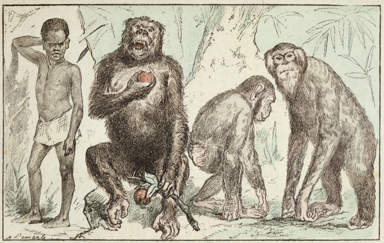 Evolution of Man from Mammals, a „La Creation Naturelle et les Etres Vivants” című művéből, Jules Rengade doktor (sz. 1841), 1883 (színes metszet) alkotó: A. Demarle