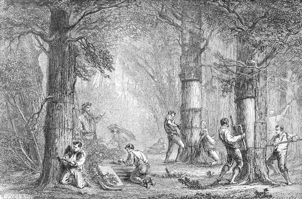 Kéreg (Gathering the Bark of the Cork Tree), vésette Charles Laplante (megh. 1903) alkotó: A. Faguet