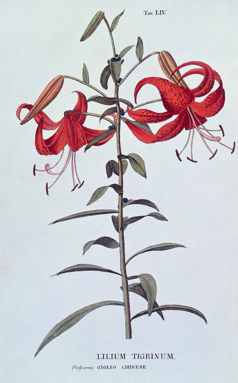 Lilium tigrinum (Tigrisliliom) a L
