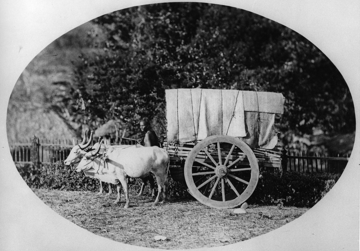 Indian Ox-Cart, 1886 körül (bw photo) alkotó: A. T. W. Penn