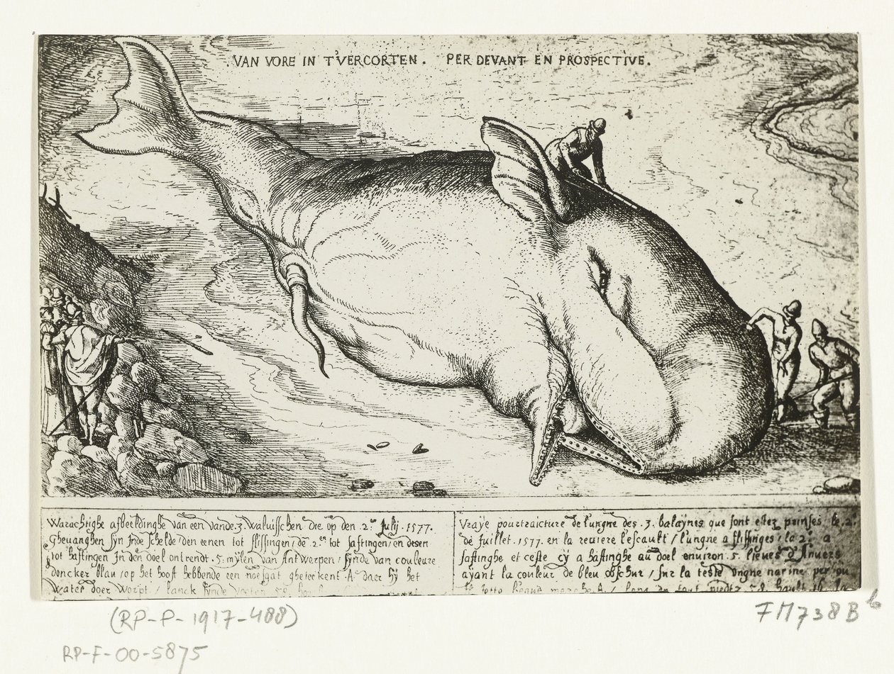 Az Antwerpen közelében elmosódott bálna lenyomata, 1577. július 2 alkotó: A.B. van Deinse