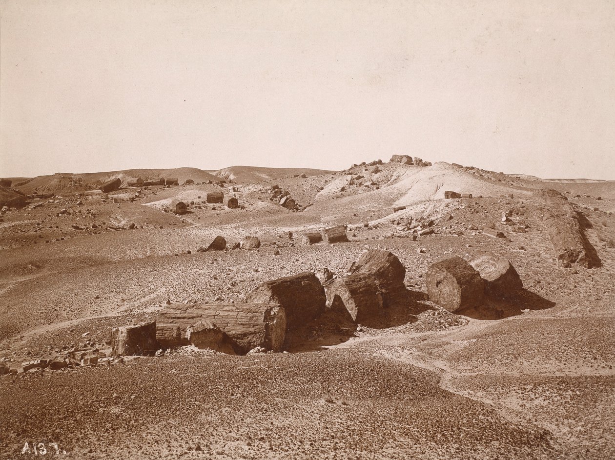 A megkövesedett erdőben (Általános nézet, Middle Park) alkotó: A.C. Vroman