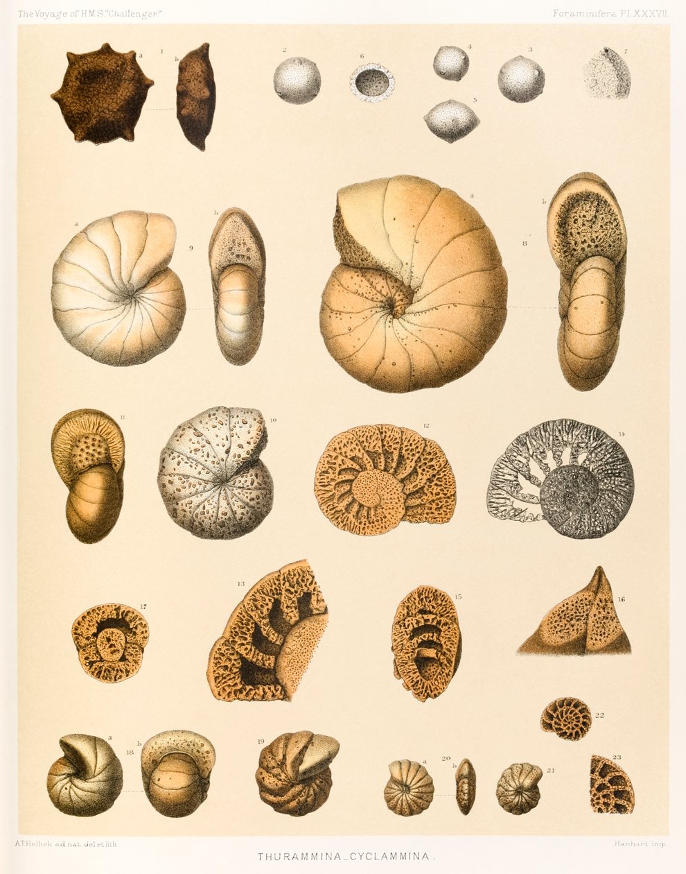 Thurammina-Cyclammina (Foraminifera PL. XXXVII)? a ?The Voyage of HMS ?Challenger?1873-76? 1884-ben jelent meg alkotó: A.T. Hollick