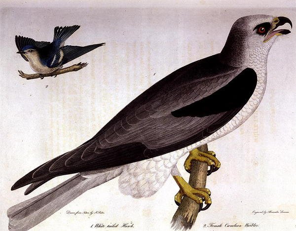 Fehérfarkú sólyom és nőstény caerulean poszcsa, vésett Alexander Lanson (színes metszet) alkotó: A. (after) Rider