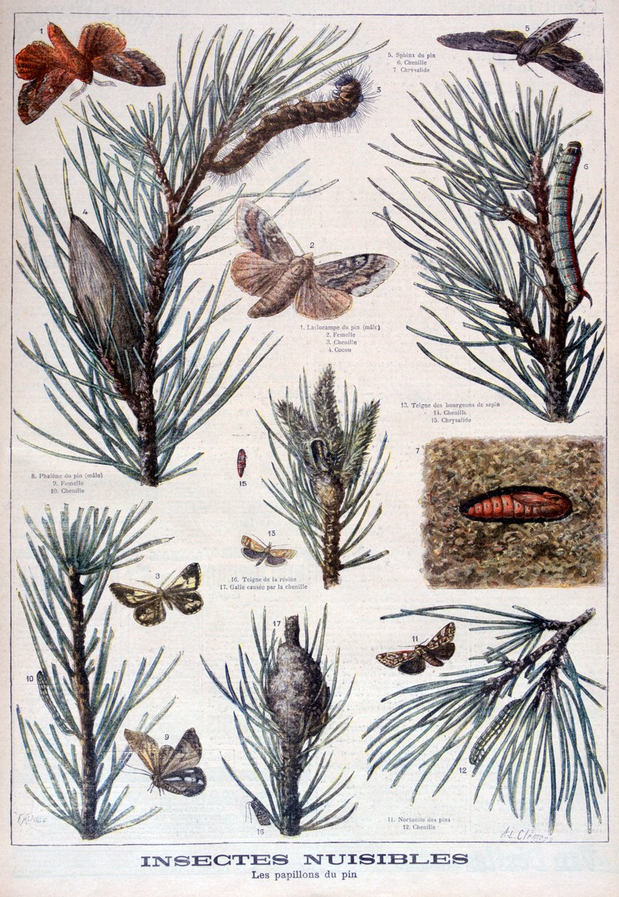 Káros rovarok: lepkék és lepkék, amelyek károsítják a fenyőfákat, 1897 alkotó: A Clement