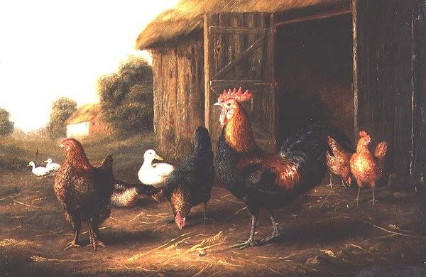 Csirkék és kacsák egy farmon alkotó: A. Jackson