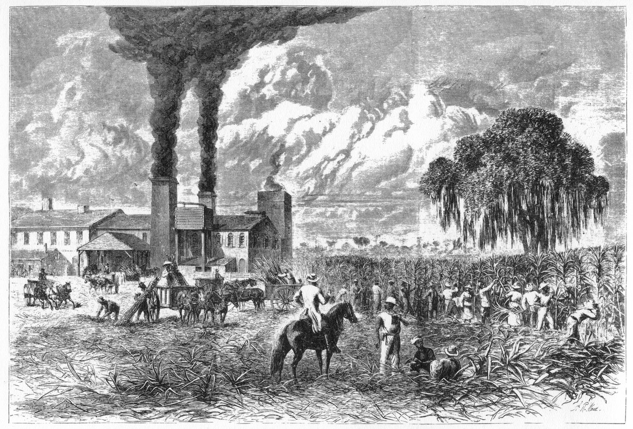 Cukorültetvény, New Orleans, 1870. alkotó: A. R. Ward