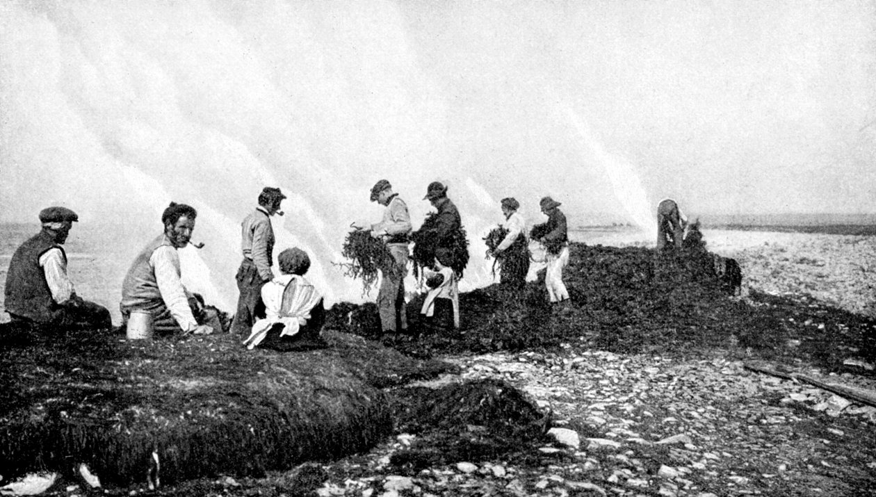 Moszatok égetése moszatért, Aran-szigetek, Írország, 1922. alkotó: A. W. Cutler