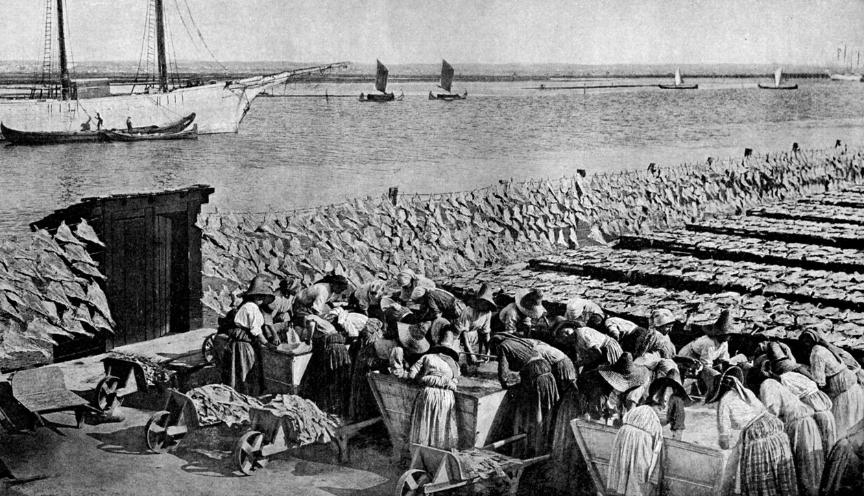 Napon szárított tőkehal mennyisége Aveiróban a Vouga torkolatánál, Portugáliában, az 1930-as évek alkotó: A. W. Cutler