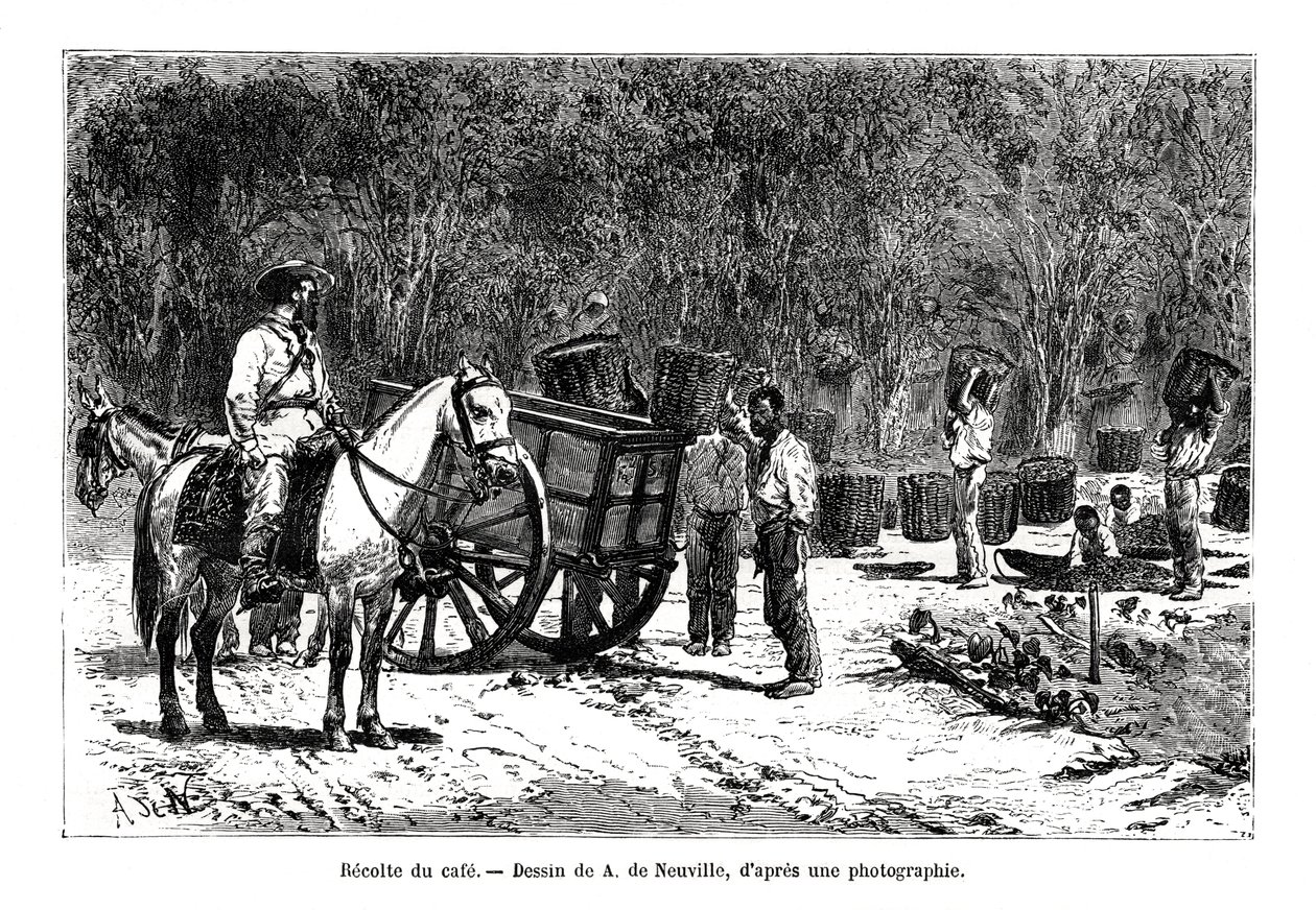 A kávé betakarítása, Brazília, 19. század alkotó: A. de Neuville