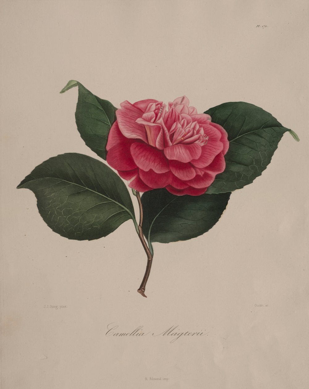 A kamélia nemzetség ikonográfiája: 171. sz., 1839-1843. alkotó: Abbé Laurent Berlèse
