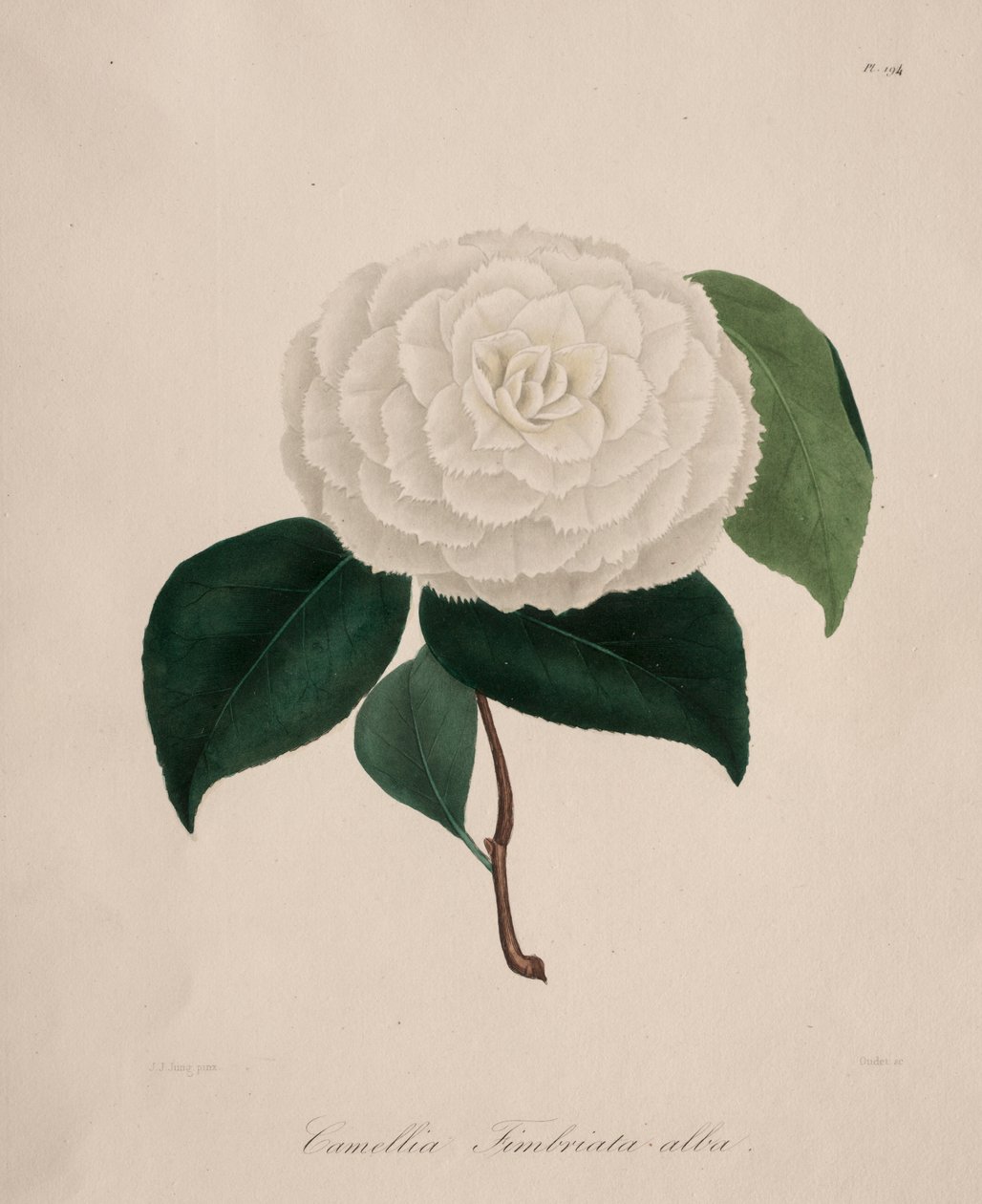 A kamélia nemzetség ikonográfiája: 194. sz., 1839-1843. alkotó: Abbé Laurent Berlèse