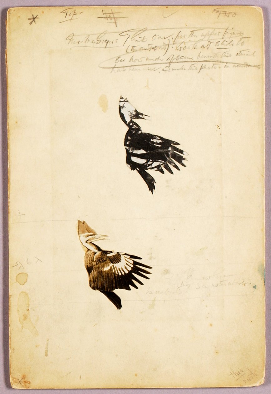 2 Rush stencil, tanulmányi mappa a Concealing Coloration in the Animal Kingdom című könyvhöz alkotó: Abbott Handerson Thayer
