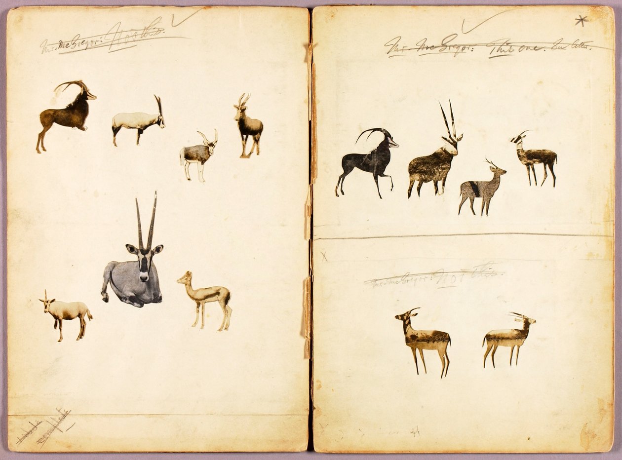 Antilopok, tanulmányi mappa a Concealing Coloration in the Animal Kingdom című könyvhöz alkotó: Abbott Handerson Thayer