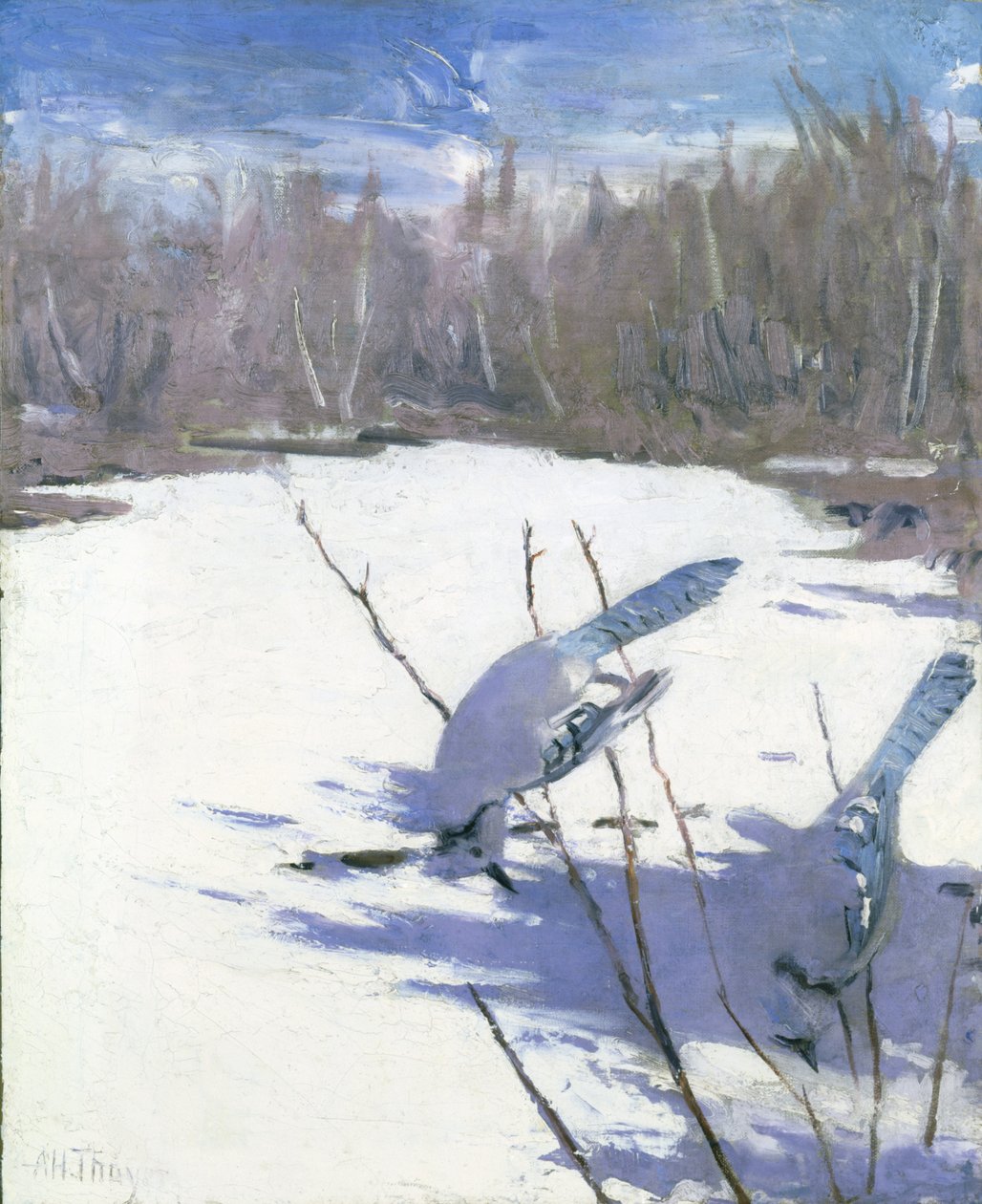 Blue Jays in Winter, tanulmány a színezés elrejtése az állatvilágban könyvhöz, kb. 1905-1909. alkotó: Abbott Handerson Thayer