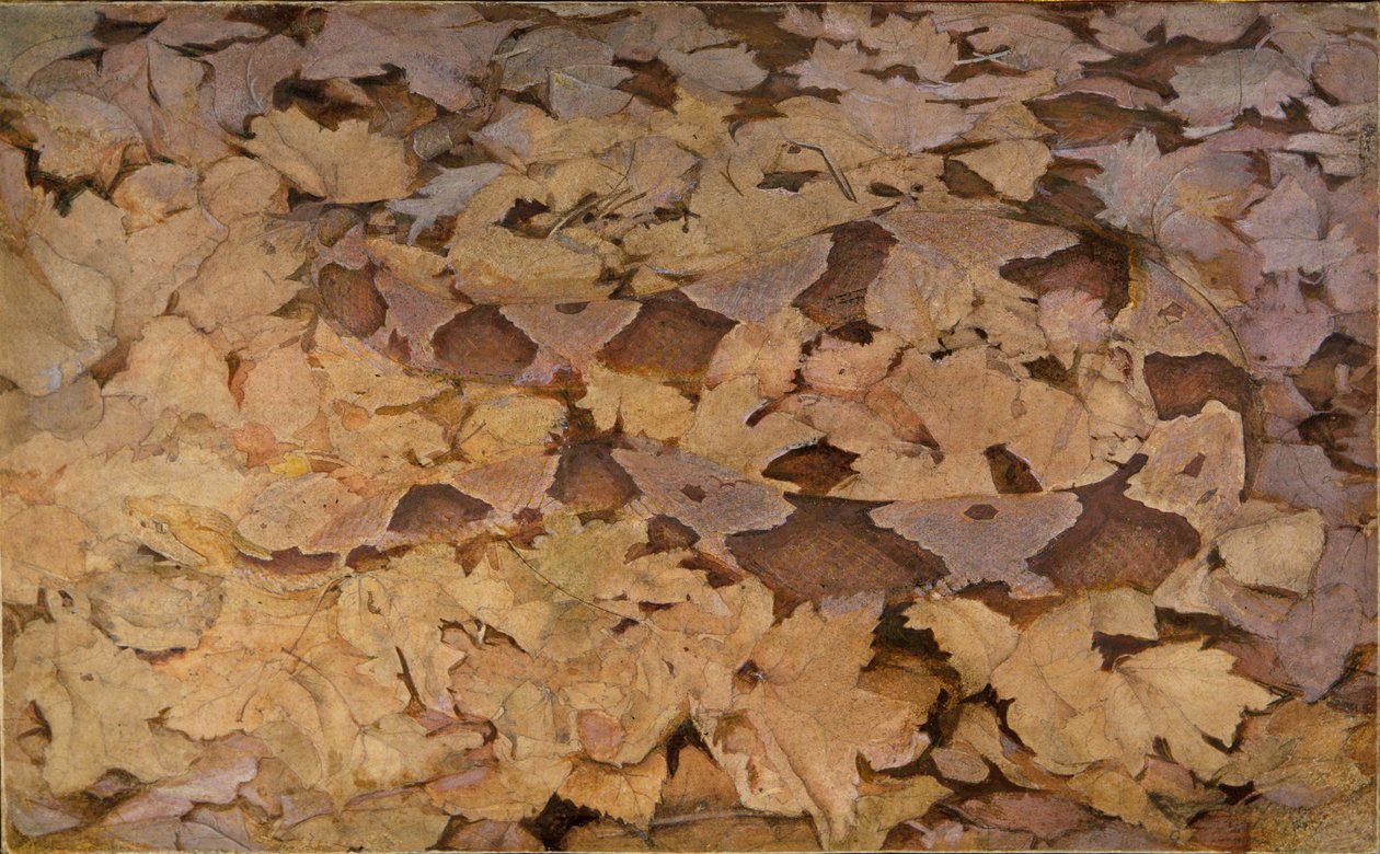 Copperhead Snake on Dead Leaves, tanulmány a Concealing Coloration in the Animal Kingdom című könyvhöz alkotó: Abbott Handerson Thayer