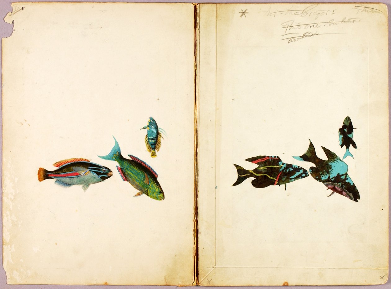 HALAK, tanulmánygyűjtemény a Concealing Coloration in the Animal Kingdom című könyvhöz alkotó: Abbott Handerson Thayer