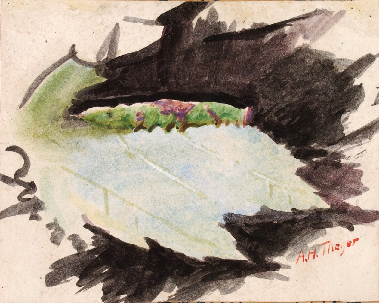 Heterocampa Biundata, Walker, tanulmány a Concealing Coloration in the Animal Kingdom című könyvhöz. alkotó: Abbott Handerson Thayer