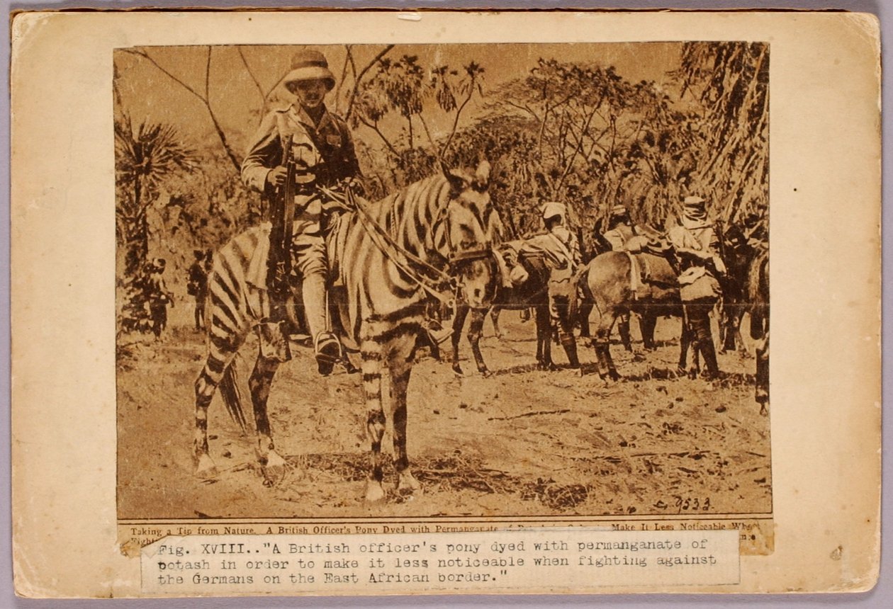 Ló és cirkáló álcázva, tanulmányi mappa a Concealing Coloration in the Animal Kingdom című könyvhöz alkotó: Abbott Handerson Thayer